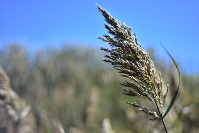 Close-up of stalks in field against clear blue sky