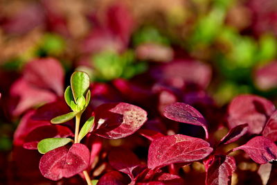 Close-up of red flowering plant leaves