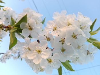 Close-up of white cherry blossoms against sky