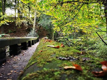 Moss growing on rocks in forest