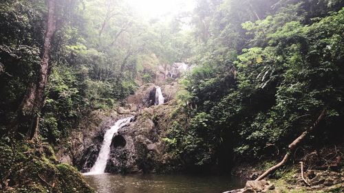 Scenic view of waterfall in forest