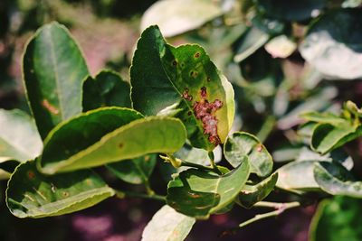 Plant disease on lime leaf from bacteria, canker disease