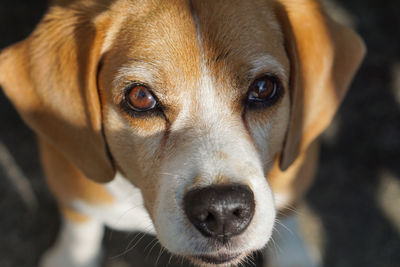 Close-up portrait of dog