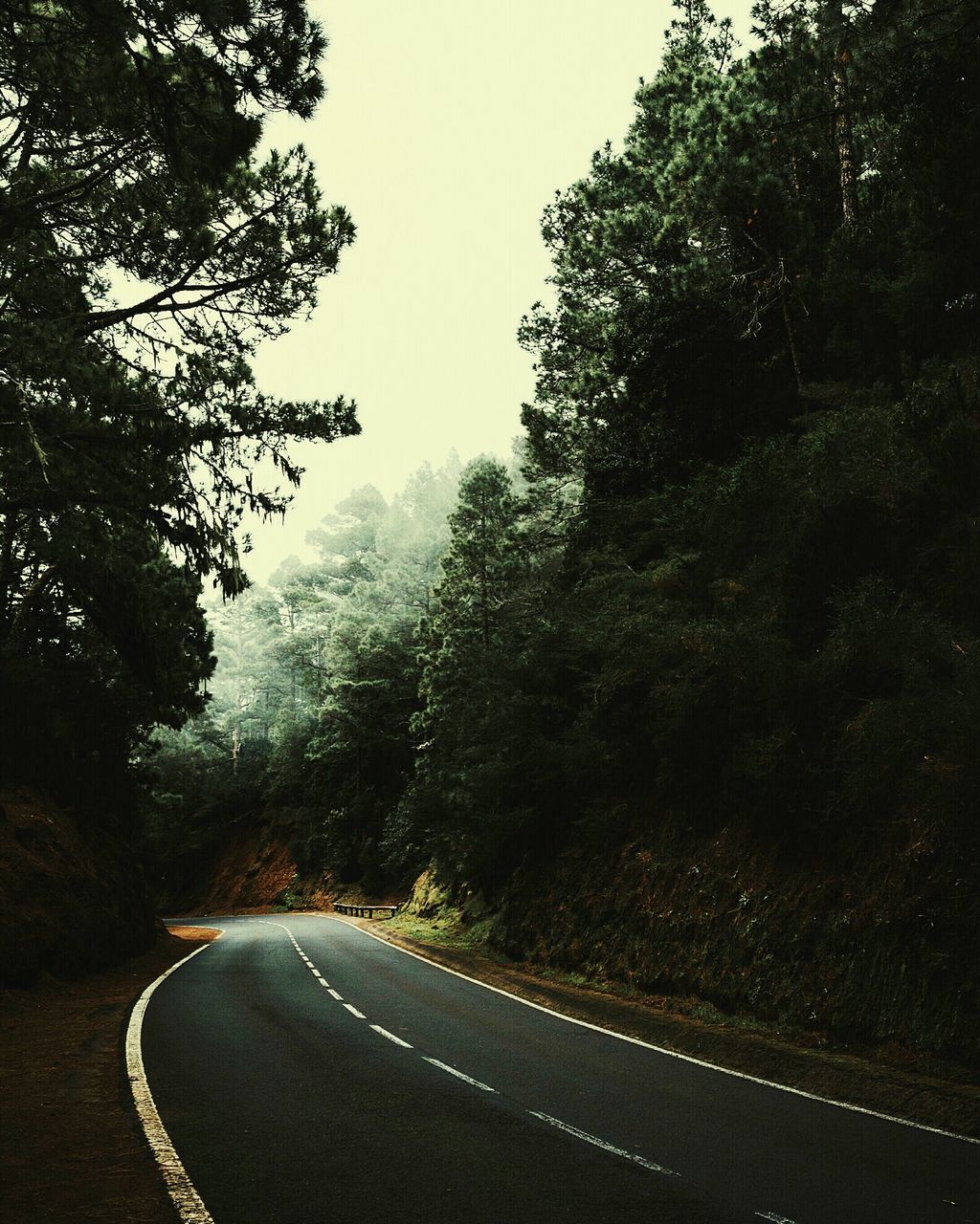 tree, transportation, road, the way forward, road marking, diminishing perspective, asphalt, country road, vanishing point, street, empty road, tranquility, empty, sky, nature, day, tranquil scene, clear sky, growth, outdoors