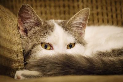 Close-up portrait of cat