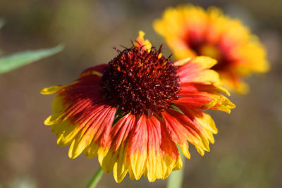 Close-up of orange flower