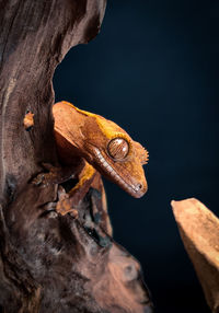 Close-up of lizard