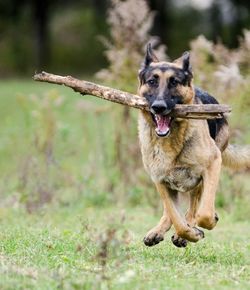 Portrait of dog on field