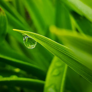 Full frame shot of plants during rainy season