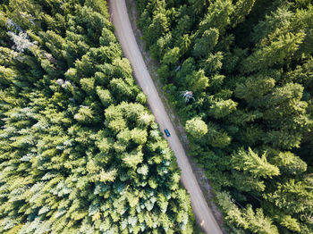 High angle view of road amidst trees in forest