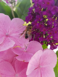 Close-up of bee on pink flower