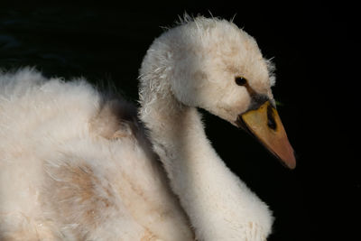 Close-up of swan