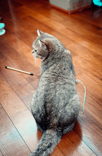 Close-up of cat lying on hardwood floor