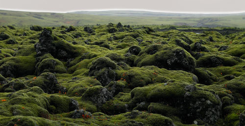 Moss covered rocks on the laka lava field in south iceland