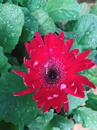 Close-up of wet red flower blooming outdoors