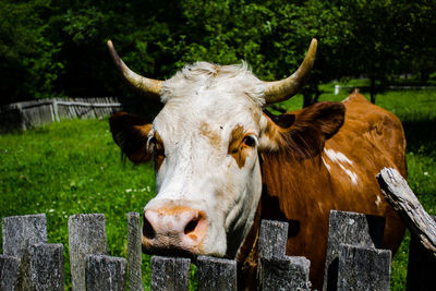 Cow in a field