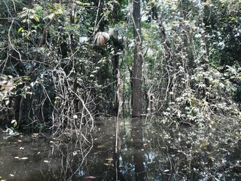 Trees growing in forest