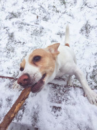 Dog on snow covered land