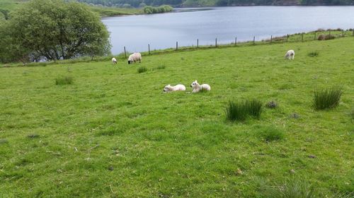 Sheep grazing on field by lake