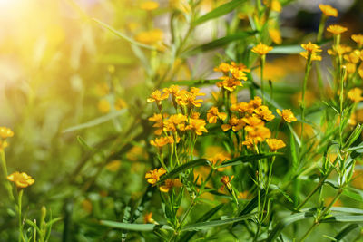 Close-up of yellow flowering plants on field