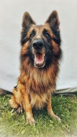 Portrait of dog on field