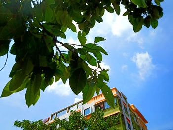 Low angle view of tree by building against sky