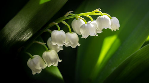 Close-up of white flowering plant