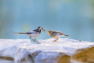 Bird feeding young animal on rock