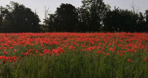 Red flowers on field