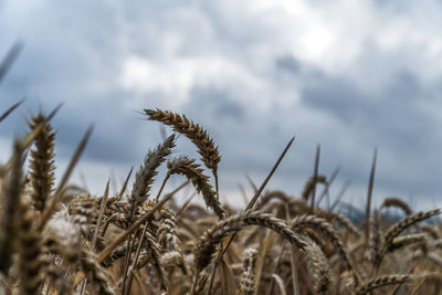 Close-up of stalks in field against cloudy sky