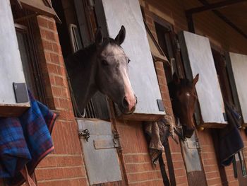 Horse in stable