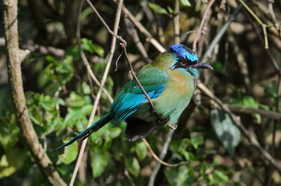 Close-up of a bird perching on branch