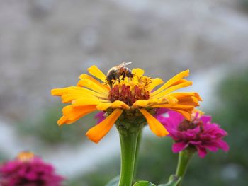 Close-up of honey bee on yellow flower