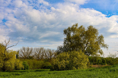 Trees on field against sky