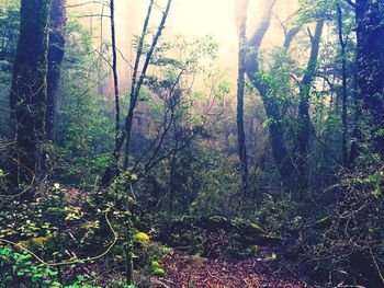 Trees growing in forest