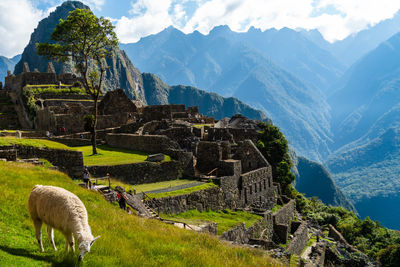 Llamma, machu picchu and huayna picchu