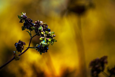 plant
