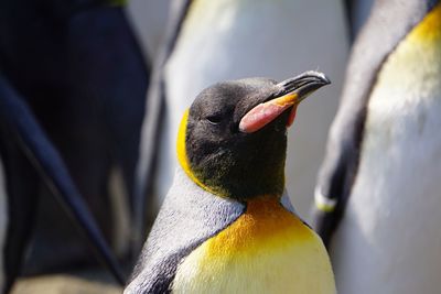 Close-up of a bird