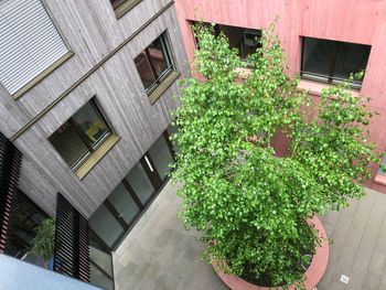 Low angle view of potted plants on wall of building
