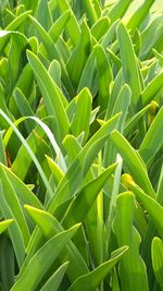 Close-up of fresh green plant