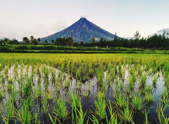 Scenic view of field against sky