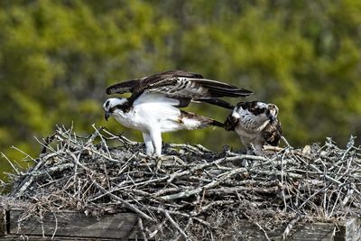 Osprey checking her nest