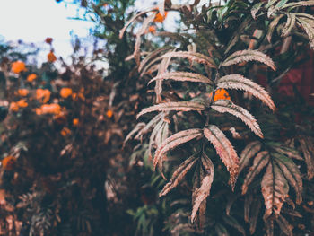 Close-up of fresh orange leaves on tree