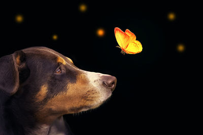 Close-up of a dog looking away