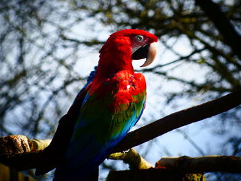 bird