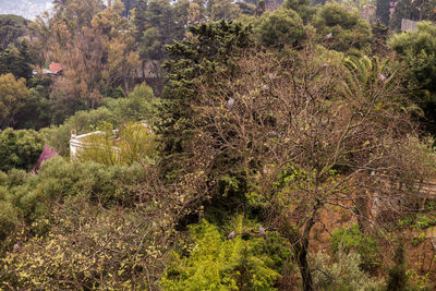 High angle view of trees growing on field