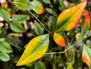 Close-up of leaves