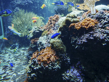 Close-up of fish swimming in sea