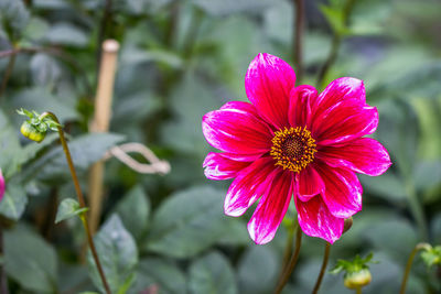 Close-up of pink flower