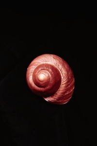 Close-up of seashell against white background